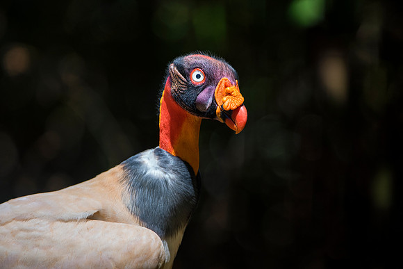 King Vulture