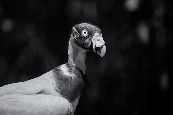 King Vulture