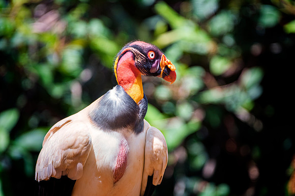King Vulture