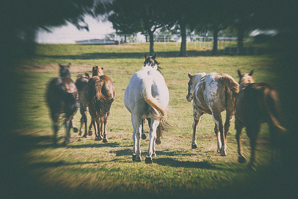 "paint horse", apha, colors, scenic, "far west', Nikon, Bertazzoni, " cow boys", west, western, Indians, prairie, Texas, pioneers, show, riding, saddle, pack, herd, donkey, burro, portrait, mustang, "