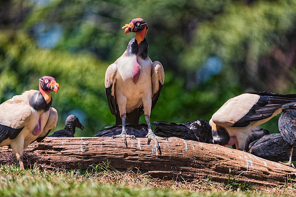 King Vulture