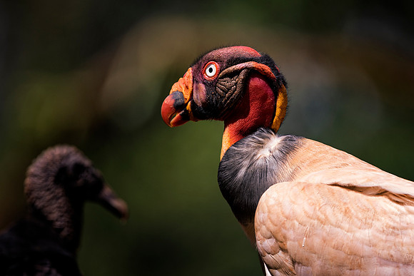 King Vulture