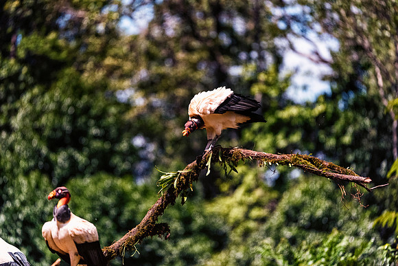 King Vulture