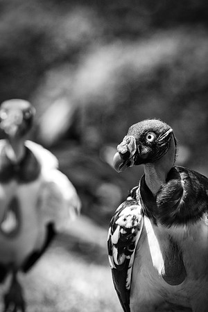 King Vulture
