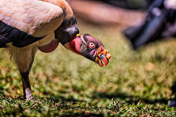 King Vulture