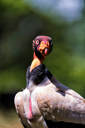King Vulture