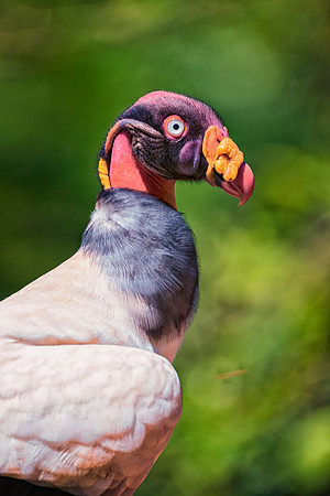 King Vulture