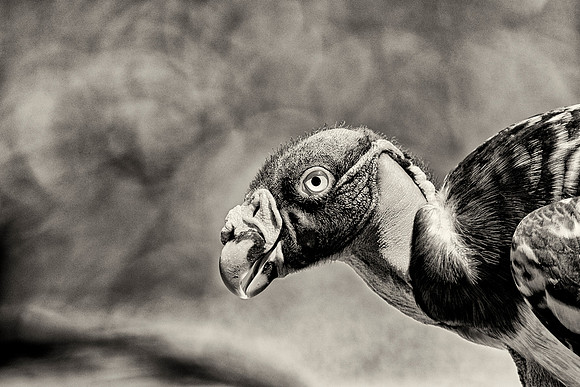King Vulture