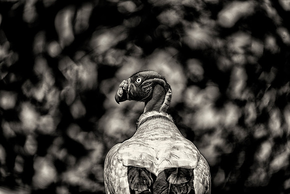 King Vulture