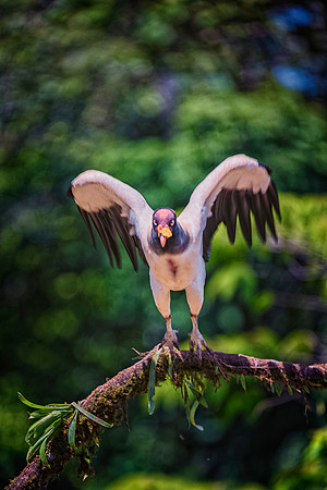 King Vulture