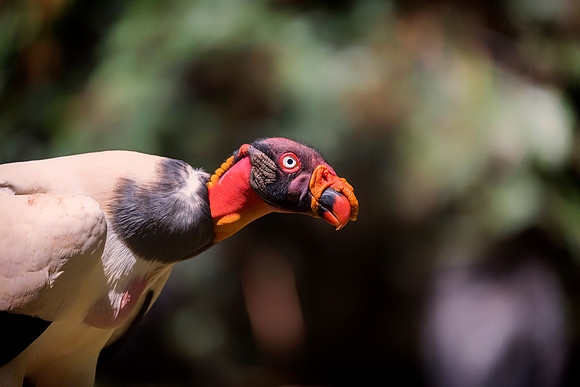 King Vulture