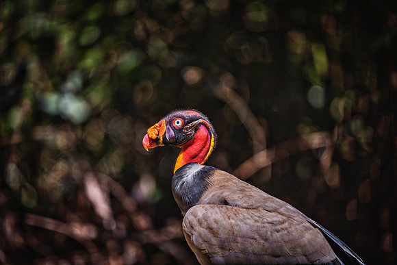 King Vulture