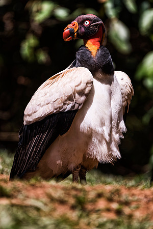 King Vulture