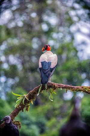 King Vulture