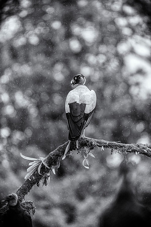 King Vulture