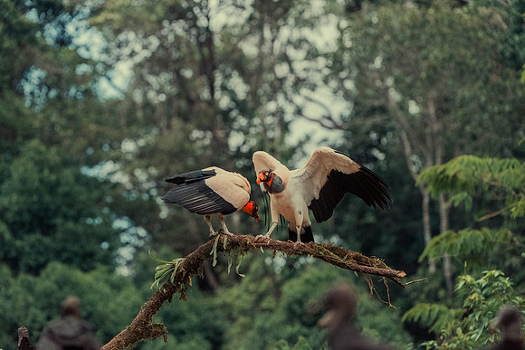 King Vulture
