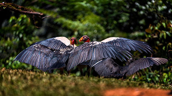 King Vulture