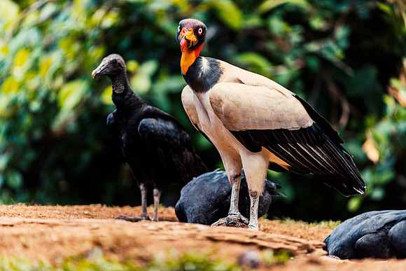 King Vulture