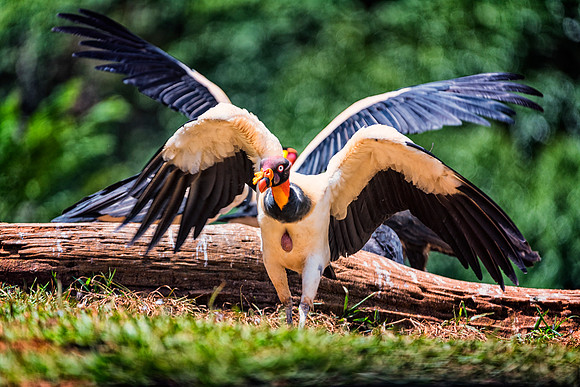 King Vulture