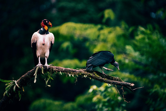 King Vulture