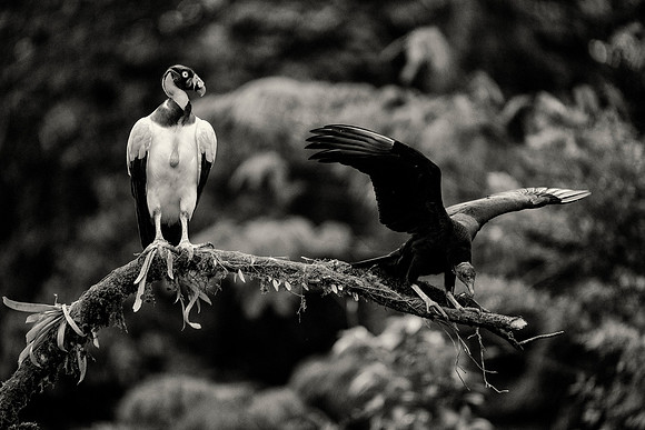 King Vulture