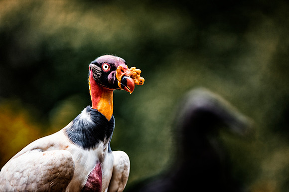 King Vulture