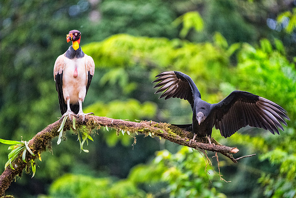 King Vulture
