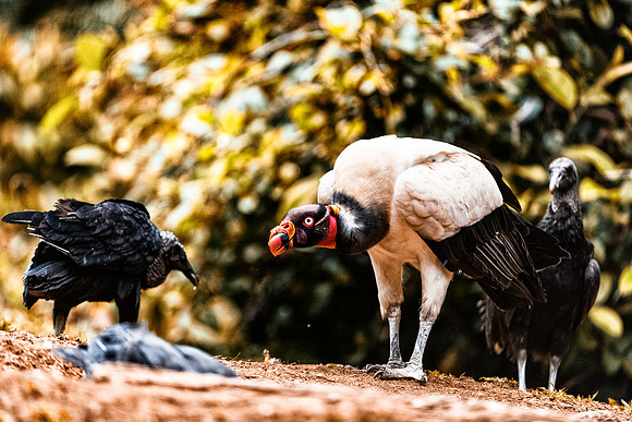 King Vulture