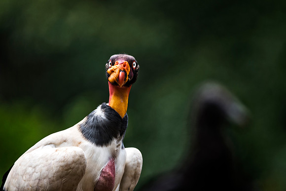 King Vulture