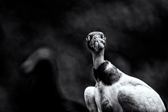 King Vulture