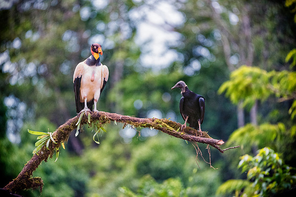 King Vulture