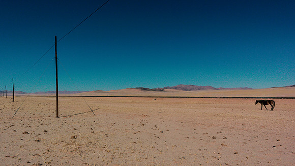 Namib Desert Horses
