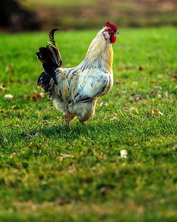 Rooster