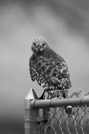 "Red Shouldered Hawk", "black & white", Hawk, feathers, artistic, "bird of pray", beak, claws, Nikon, Bertazzoni, Texas, flying, nature