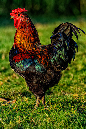Rooster