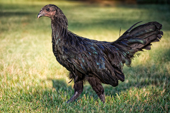 Rooster