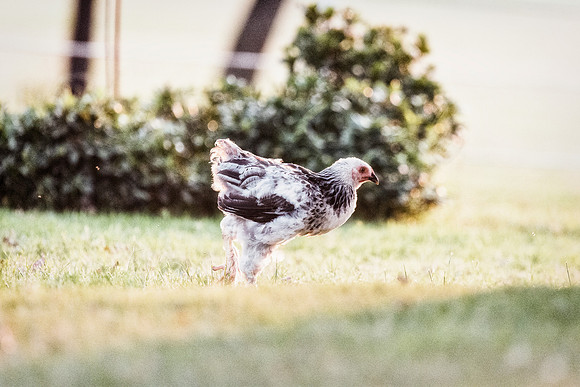 Chick