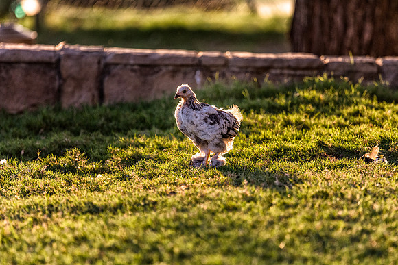 Chick