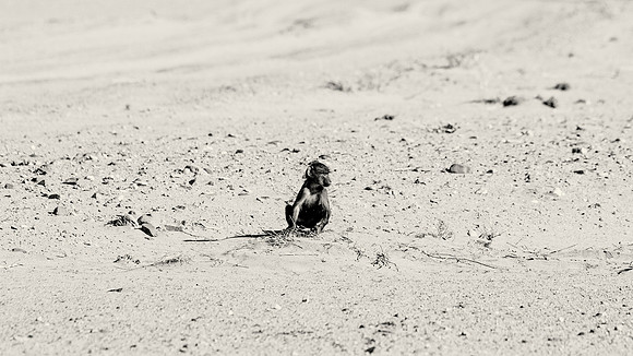 Baby Baboon