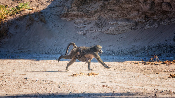 Baboons