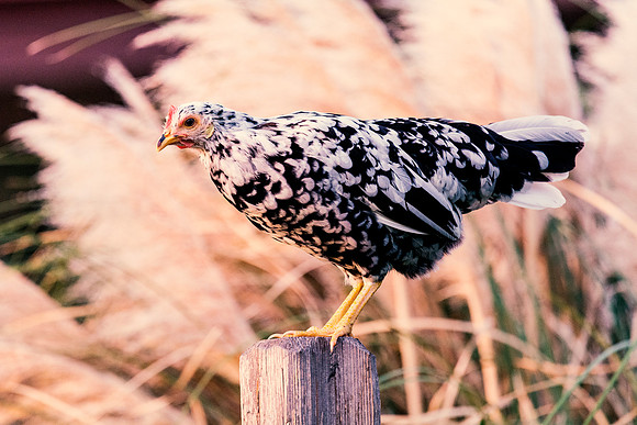 Little Hen