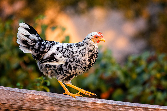 Young Hen