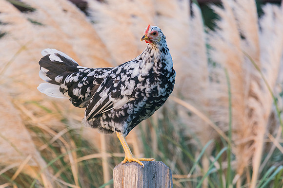 Young Hen
