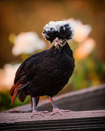 Rooster