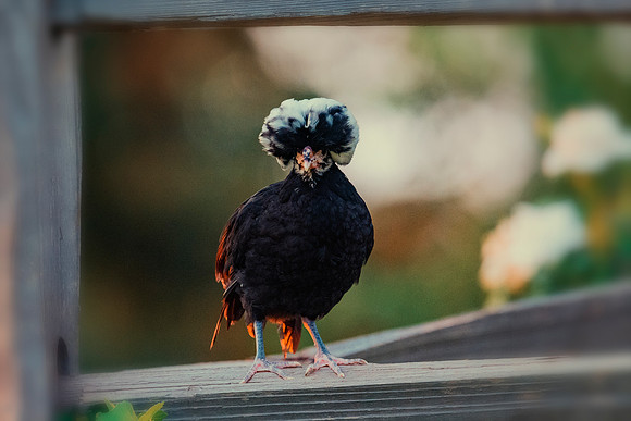 Funny Chicken