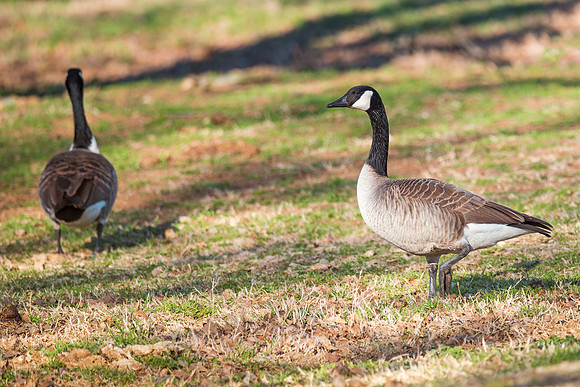 Bertazzoni, Nikon, colors, cooking, feathers, flying, food, geese, lakes, migration, nature, ponds, swamps, wings, "wild geese", beaks, wings,