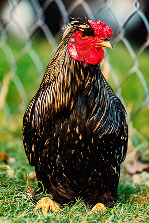 Rooster
