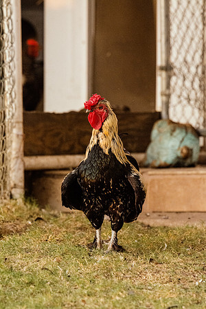 Rooster
