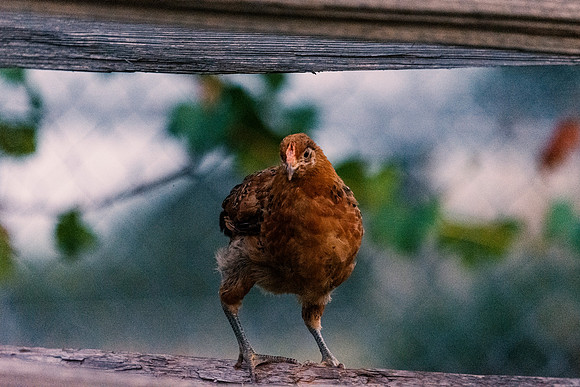 Chick