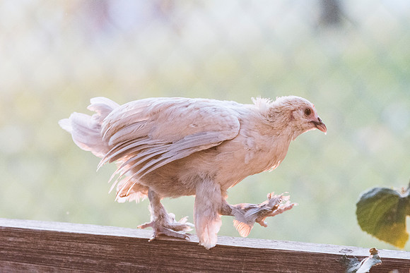 Small Chicken